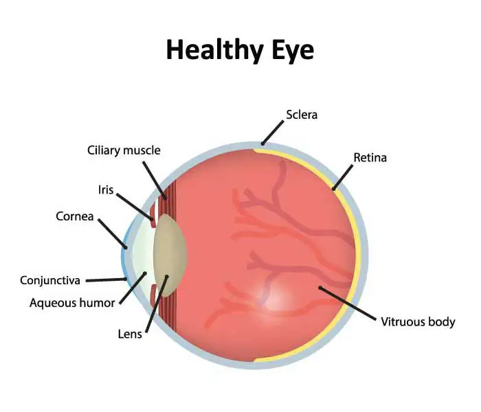 Healthy Eye