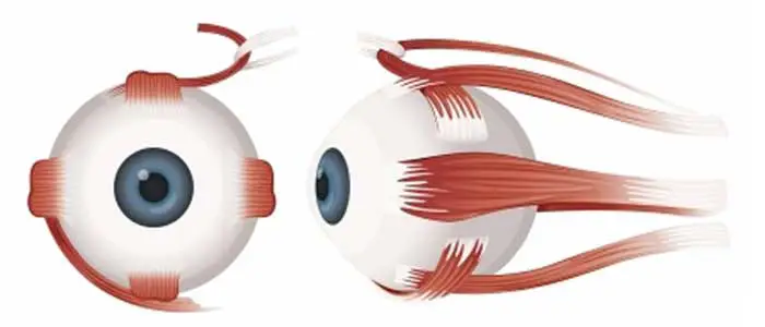Our Edmonton Eye Exams - Extraocular Muscles: assessing eye movement
