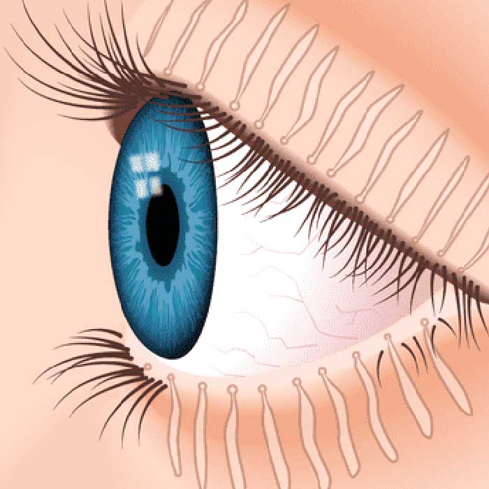 Dry Eyes: Meibomian Glands Produce Essential Oils Needed to Lubricate the Eye