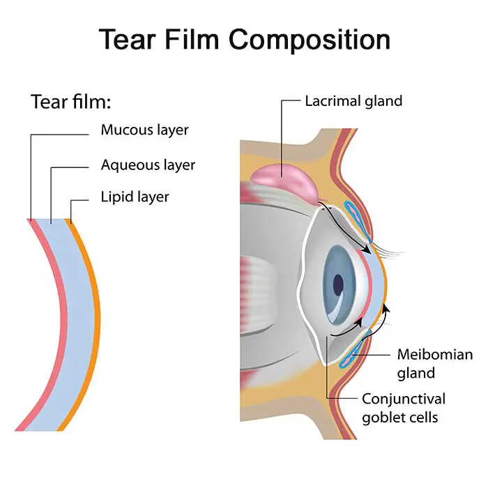 Dry Eyes: Tear Film Composition