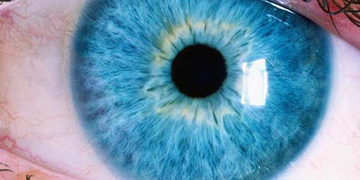 The Iris of the Eye
